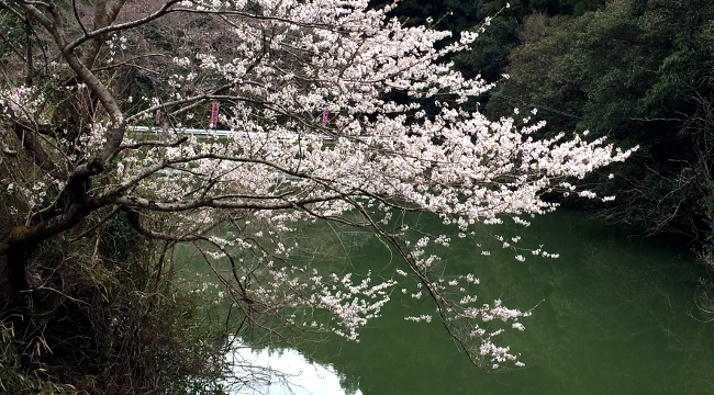 桜、今年も咲きました。2017年4月5日撮影。